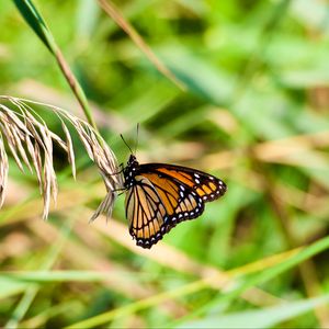 Preview wallpaper butterfly, insect, plant, macro, green