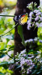 Preview wallpaper butterfly, insect, plants, flowers, macro