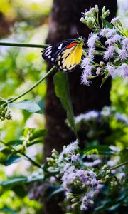 Preview wallpaper butterfly, insect, plants, flowers, macro