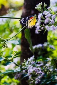 Preview wallpaper butterfly, insect, plants, flowers, macro