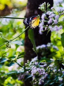 Preview wallpaper butterfly, insect, plants, flowers, macro
