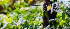 Preview wallpaper butterfly, insect, plants, flowers, macro