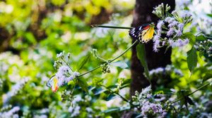 Preview wallpaper butterfly, insect, plants, flowers, macro