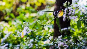 Preview wallpaper butterfly, insect, plants, flowers, macro