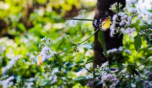 Preview wallpaper butterfly, insect, plants, flowers, macro