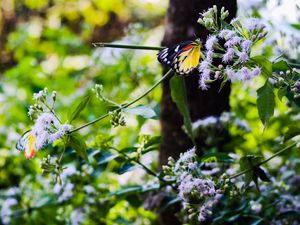 Preview wallpaper butterfly, insect, plants, flowers, macro