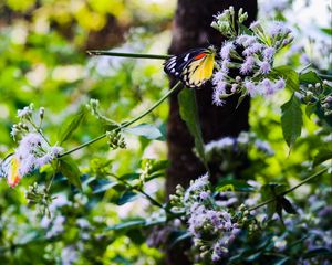 Preview wallpaper butterfly, insect, plants, flowers, macro