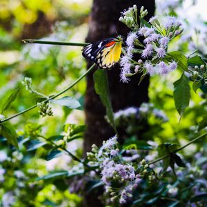 Preview wallpaper butterfly, insect, plants, flowers, macro