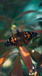 Preview wallpaper butterfly, insect, plants, leaves, macro