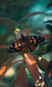 Preview wallpaper butterfly, insect, plants, leaves, macro