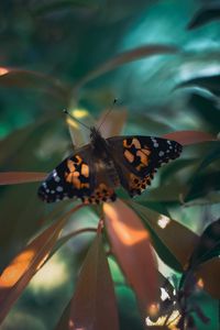 Preview wallpaper butterfly, insect, plants, leaves, macro