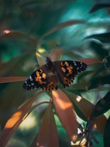 Preview wallpaper butterfly, insect, plants, leaves, macro