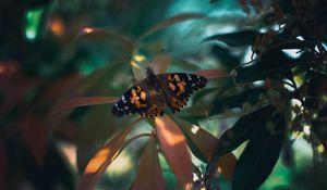 Preview wallpaper butterfly, insect, plants, leaves, macro