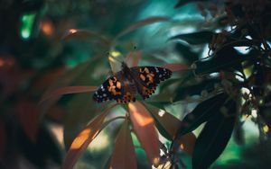 Preview wallpaper butterfly, insect, plants, leaves, macro