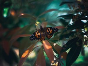 Preview wallpaper butterfly, insect, plants, leaves, macro