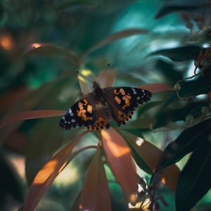 Preview wallpaper butterfly, insect, plants, leaves, macro