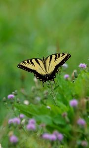 Preview wallpaper butterfly, insect, plants, macro, blur