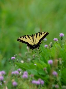 Preview wallpaper butterfly, insect, plants, macro, blur