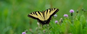 Preview wallpaper butterfly, insect, plants, macro, blur