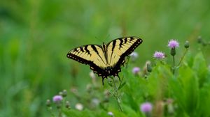 Preview wallpaper butterfly, insect, plants, macro, blur