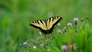 Preview wallpaper butterfly, insect, plants, macro, blur