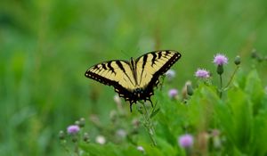 Preview wallpaper butterfly, insect, plants, macro, blur