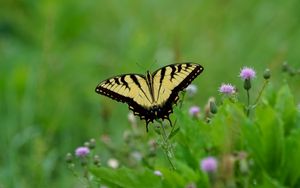 Preview wallpaper butterfly, insect, plants, macro, blur