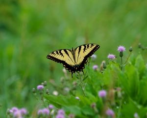 Preview wallpaper butterfly, insect, plants, macro, blur