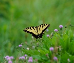 Preview wallpaper butterfly, insect, plants, macro, blur
