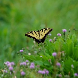 Preview wallpaper butterfly, insect, plants, macro, blur