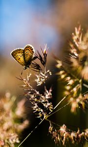 Preview wallpaper butterfly, insect, plants, macro