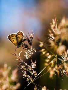 Preview wallpaper butterfly, insect, plants, macro