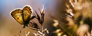 Preview wallpaper butterfly, insect, plants, macro