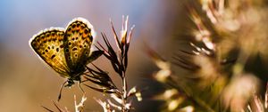 Preview wallpaper butterfly, insect, plants, macro