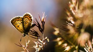 Preview wallpaper butterfly, insect, plants, macro