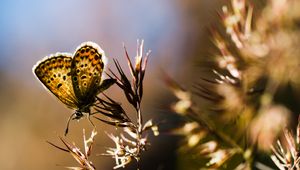 Preview wallpaper butterfly, insect, plants, macro