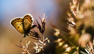 Preview wallpaper butterfly, insect, plants, macro