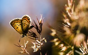 Preview wallpaper butterfly, insect, plants, macro