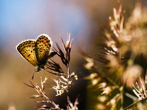 Preview wallpaper butterfly, insect, plants, macro