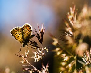 Preview wallpaper butterfly, insect, plants, macro