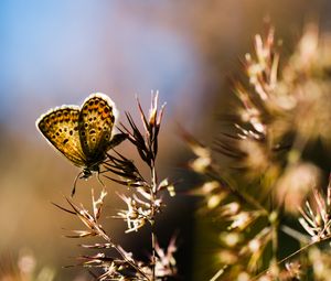Preview wallpaper butterfly, insect, plants, macro