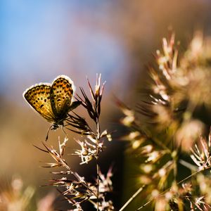 Preview wallpaper butterfly, insect, plants, macro