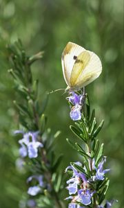 Preview wallpaper butterfly, insect, rosemary, plant, macro