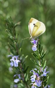 Preview wallpaper butterfly, insect, rosemary, plant, macro