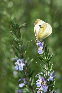 Preview wallpaper butterfly, insect, rosemary, plant, macro