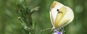 Preview wallpaper butterfly, insect, rosemary, plant, macro