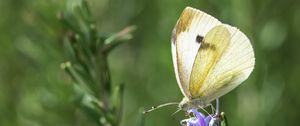 Preview wallpaper butterfly, insect, rosemary, plant, macro