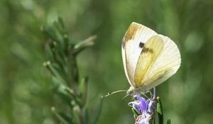 Preview wallpaper butterfly, insect, rosemary, plant, macro