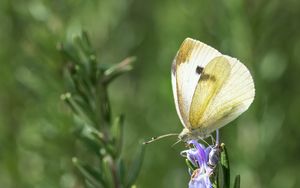 Preview wallpaper butterfly, insect, rosemary, plant, macro