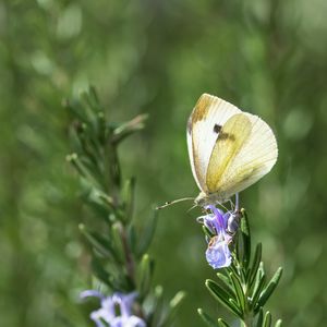 Preview wallpaper butterfly, insect, rosemary, plant, macro